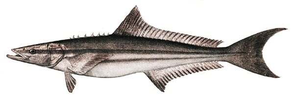 CRKT Cobia