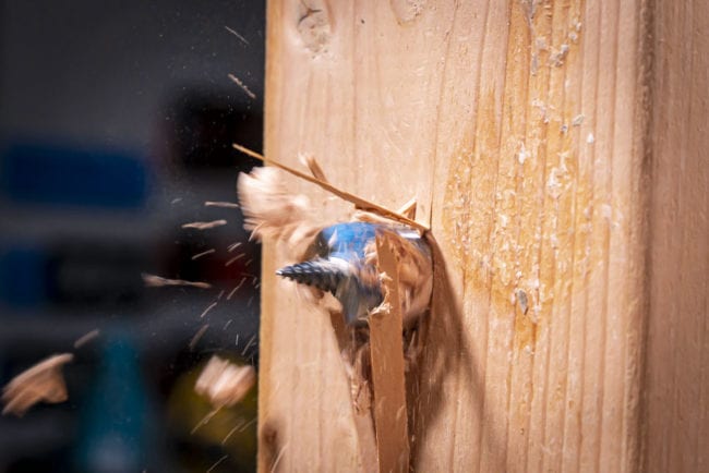Spyder Auger Bit
