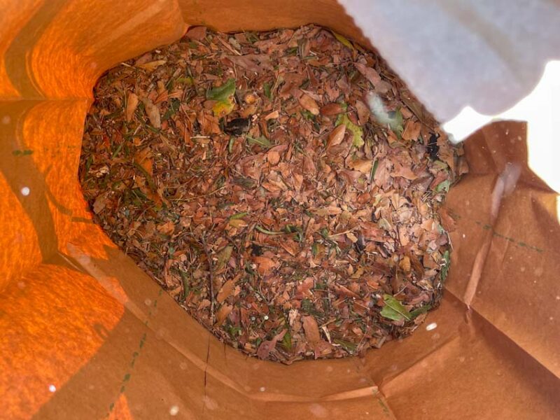 Leaf Collection