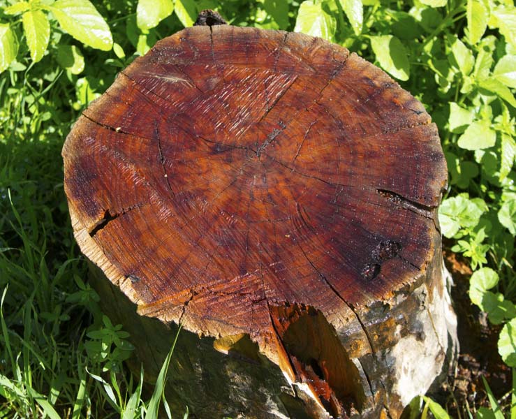 mahogany