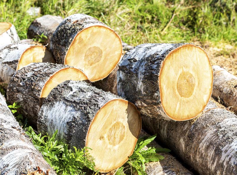 birch