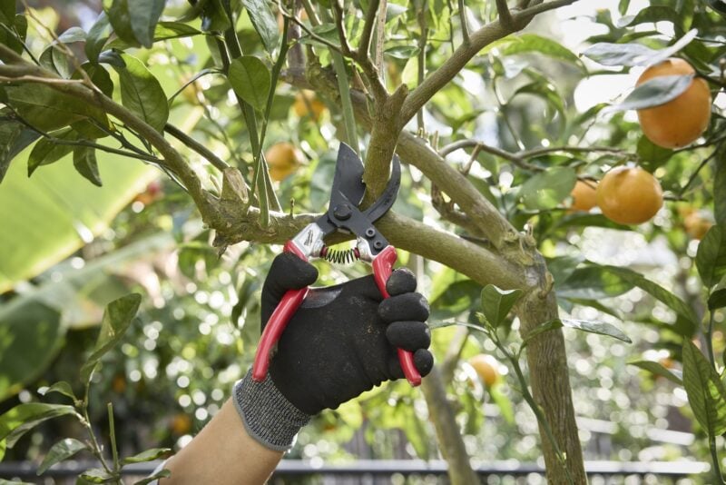 Milwaukee pruner